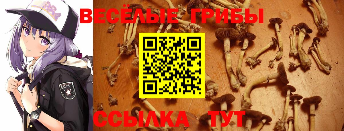Галлюциногенные грибы Psilocybine cubensis Казань